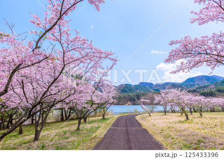 蔵王山麓 七ヶ宿ダム公園　春 125433396
