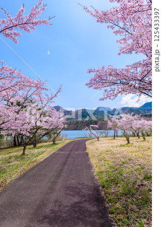 蔵王山麓 七ヶ宿ダム公園　春 125433397