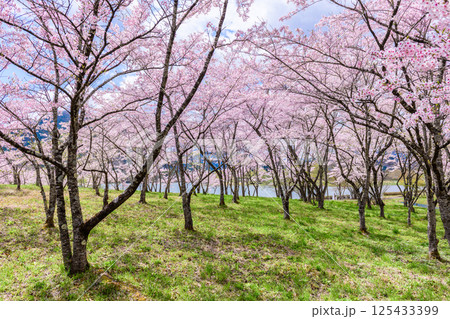 蔵王山麓 七ヶ宿ダム公園　春 125433399
