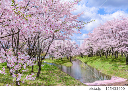 蔵王山麓 七ヶ宿ダム公園 春 蔵王山麓 七ヶ宿ダム公園 春 125433400