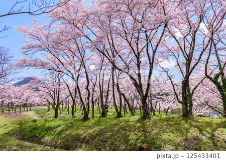 蔵王山麓 七ヶ宿ダム公園 春 蔵王山麓 七ヶ宿ダム公園 春 125433401