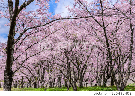 蔵王山麓 七ヶ宿ダム公園 春 蔵王山麓 七ヶ宿ダム公園 春 125433402