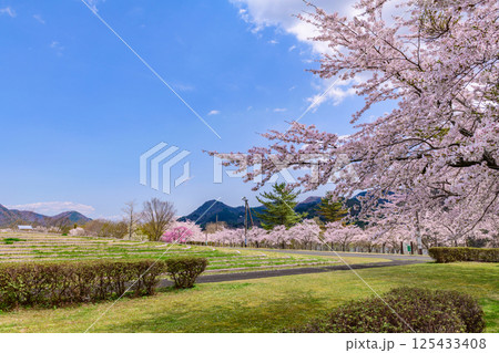 蔵王山麓 七ヶ宿ダム公園 春 蔵王山麓 七ヶ宿ダム公園 春 125433408