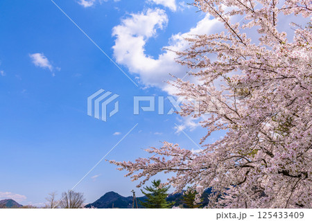 蔵王山麓 七ヶ宿ダム公園 春 蔵王山麓 七ヶ宿ダム公園 春 125433409