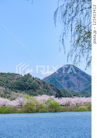 蔵王山麓 七ヶ宿ダム公園　春 125433413