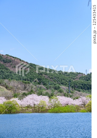 蔵王山麓 七ヶ宿ダム公園 春 蔵王山麓 七ヶ宿ダム公園 春 125433415