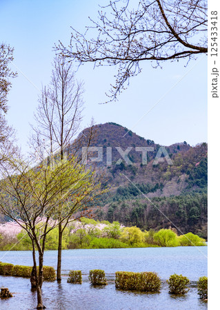 蔵王山麓 七ヶ宿ダム公園　春 125433418
