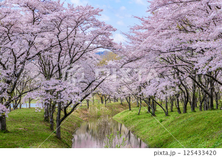 蔵王山麓 七ヶ宿ダム公園　春 125433420