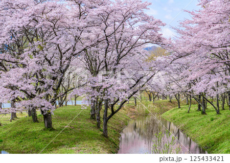 蔵王山麓 七ヶ宿ダム公園　春 125433421