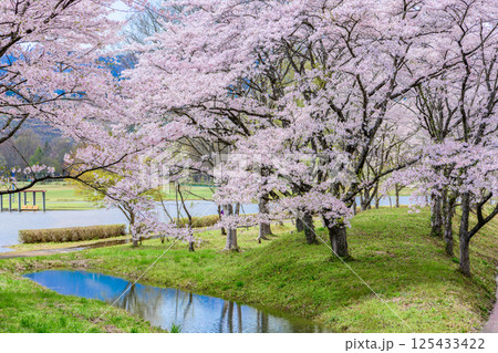 蔵王山麓 七ヶ宿ダム公園　春 125433422