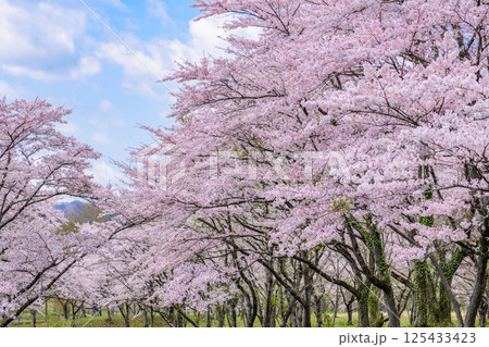 蔵王山麓 七ヶ宿ダム公園 春 蔵王山麓 七ヶ宿ダム公園 春 125433423