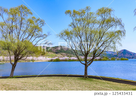 蔵王山麓 七ヶ宿ダム公園　春 125433431