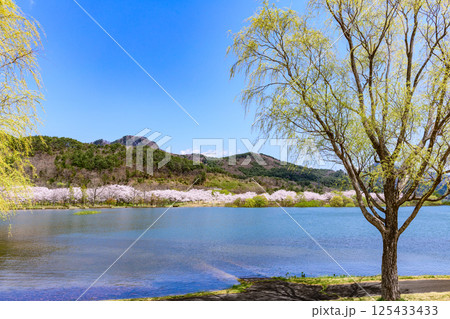 蔵王山麓 七ヶ宿ダム公園　春 125433433