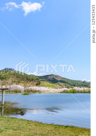 蔵王山麓 七ヶ宿ダム公園 春 蔵王山麓 七ヶ宿ダム公園 春 125433435