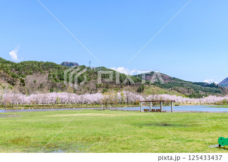 蔵王山麓 七ヶ宿ダム公園　春 125433437
