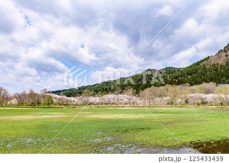 蔵王山麓 七ヶ宿ダム公園　春 125433439