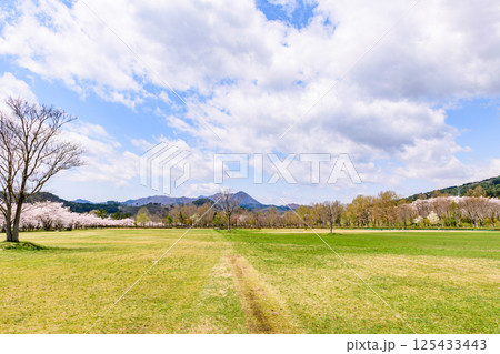 蔵王山麓 七ヶ宿ダム公園　春 125433443