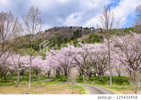 蔵王山麓 七ヶ宿ダム公園 春 蔵王山麓 七ヶ宿ダム公園 春 125433458