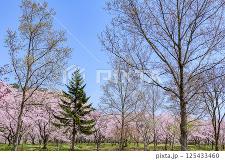 蔵王山麓 七ヶ宿ダム公園 春 蔵王山麓 七ヶ宿ダム公園 春 125433460