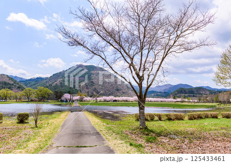 蔵王山麓 七ヶ宿ダム公園 春 蔵王山麓 七ヶ宿ダム公園 春 125433461