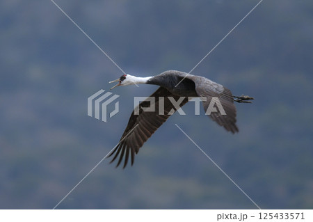 冬に大群で九州鹿児島に訪れる、天然記念物の美しい日本の野鳥ナベヅル 冬に大群で九州鹿児島に訪れる、天然記念物の美しい日本の野鳥ナベヅル 125433571