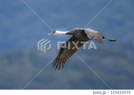 冬に大群で九州鹿児島に訪れる、天然記念物の美しい日本の野鳥ナベヅル 125433575