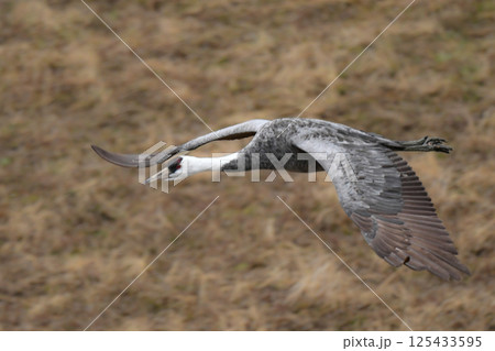 冬に大群で九州鹿児島に訪れる、天然記念物の美しい日本の野鳥ナベヅル 125433595
