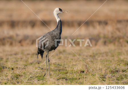 冬に大群で九州鹿児島に訪れる、天然記念物の美しい日本の野鳥ナベヅル 125433606