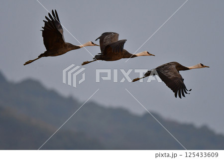 冬に大群で九州鹿児島に訪れる、天然記念物の美しい日本の野鳥ナベヅル 125433609