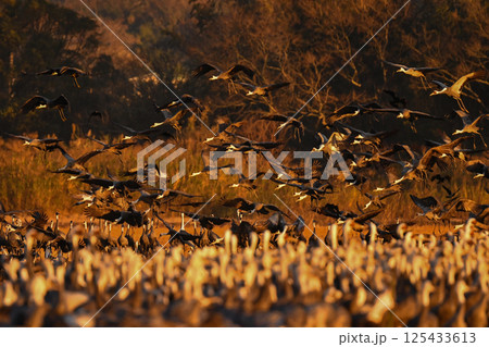 冬に大群で九州鹿児島に訪れる、天然記念物の美しい日本の野鳥ナベヅル 冬に大群で九州鹿児島に訪れる、天然記念物の美しい日本の野鳥ナベヅル 125433613