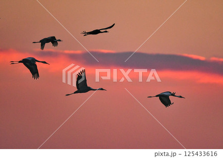 冬に大群で九州鹿児島に訪れる、天然記念物の美しい日本の野鳥ナベヅル 冬に大群で九州鹿児島に訪れる、天然記念物の美しい日本の野鳥ナベヅル 125433616