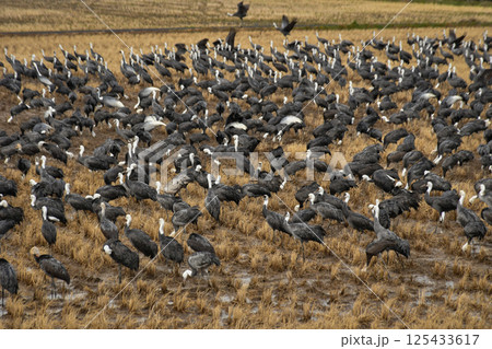 冬に大群で九州鹿児島に訪れる、天然記念物の美しい日本の野鳥ナベヅル 冬に大群で九州鹿児島に訪れる、天然記念物の美しい日本の野鳥ナベヅル 125433617