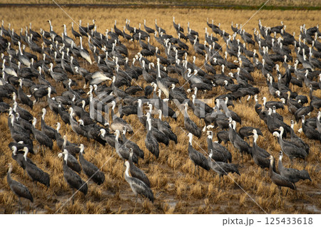 冬に大群で九州鹿児島に訪れる、天然記念物の美しい日本の野鳥ナベヅル 冬に大群で九州鹿児島に訪れる、天然記念物の美しい日本の野鳥ナベヅル 125433618