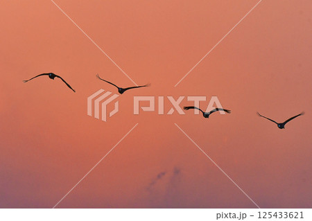 冬に大群で九州鹿児島に訪れる、天然記念物の美しい日本の野鳥ナベヅル 冬に大群で九州鹿児島に訪れる、天然記念物の美しい日本の野鳥ナベヅル 125433621