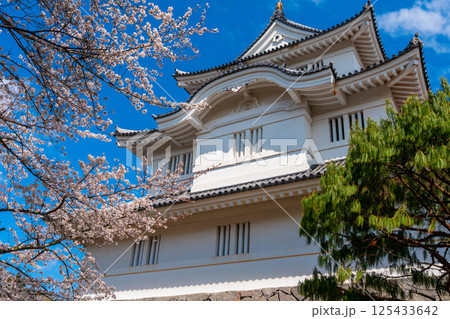 朝の空の下に咲く桜を見下ろす天守閣 朝の空の下に咲く桜を見下ろす天守閣 125433642