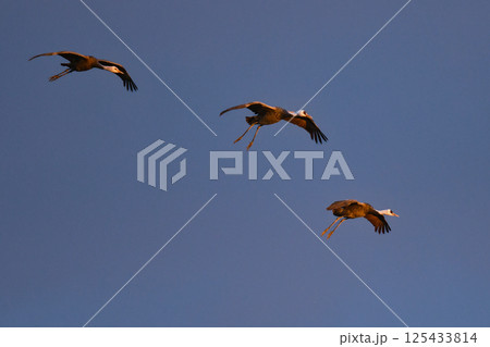 冬に大群で九州鹿児島に訪れる、天然記念物の美しい日本の野鳥ナベヅル 冬に大群で九州鹿児島に訪れる、天然記念物の美しい日本の野鳥ナベヅル 125433814