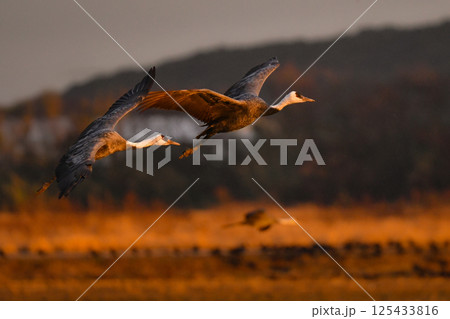 冬に大群で九州鹿児島に訪れる、天然記念物の美しい日本の野鳥ナベヅル 冬に大群で九州鹿児島に訪れる、天然記念物の美しい日本の野鳥ナベヅル 125433816