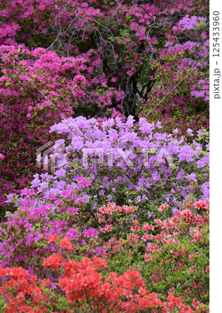 満開のつつじ 125433960