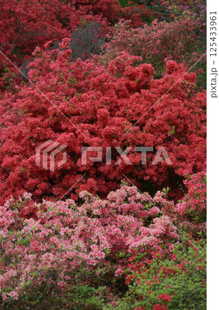 満開のツツジ 125433961