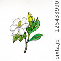 クチナシの花　山梔子の花　（手描きイラスト） 125433990
