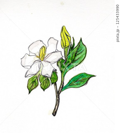 クチナシの花 山梔子の花 (手描きイラスト) クチナシの花 山梔子の花 (手描きイラスト) 125433990