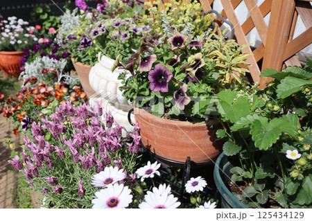 初夏の花の寄せ植え&寄せ鉢 初夏の花の寄せ植え&寄せ鉢 125434129