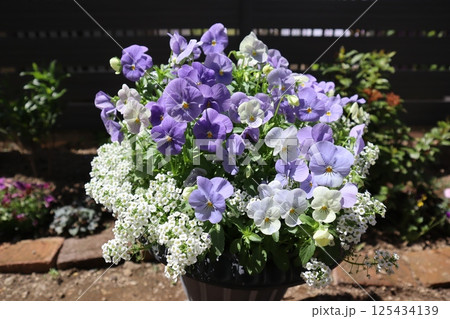 種から育てたパステルカラービオラが満開 125434139