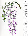 フジの花　藤の花　（手描きイラスト） 125434145