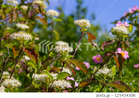 Cornus sanguinea red dog plant with flower and full leaf. Cornus drummondii, with tiny white flowers. Flowering shrub of Cornus controversy in the spring garden 125434306