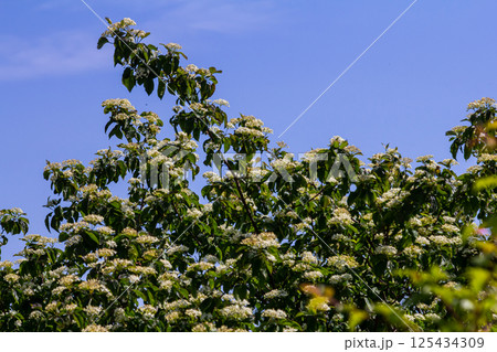 Cornus sanguinea red dog plant with flower and full leaf. Cornus drummondii, with tiny white flowers. Flowering shrub of Cornus controversy in the spring garden 125434309
