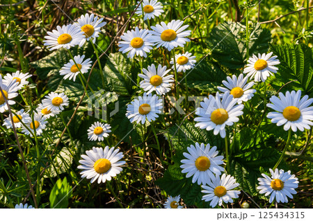 Oxeye daisy Leucanthemum vulgare blooming in spring, White flowers in the garden closeup, Wild daisy flowers growing on meadow, white chamomiles on green grass background. Oxeye daisy Oxeye daisy Leucanthemum vulgare blooming in spring, White flowers in the garden closeup, Wild daisy flowers growing on meadow, white chamomiles on green grass background. Oxeye daisy 125434315