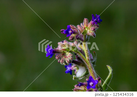 Anchusa officinalis, commonly known as the common bugloss or alkanet with green background 125434316