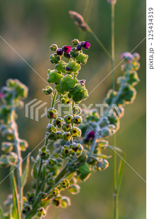 In the wild, Cynoglossum officinale blooms among grasses. A close-up of the colorful flowers of the common sedum in a typical habitat In the wild, Cynoglossum officinale blooms among grasses. A close-up of the colorful flowers of the common sedum in a typical habitat 125434319