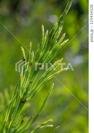 Horsetail field Equisetum arvense grows in the wild 125434326